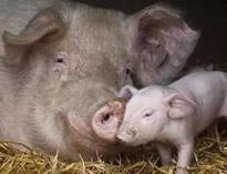 泔水不讓餵豬，舉報(bao)還有獎(jiang)，拿(na)什(shen)麽(me)拯救(jiu)妳(ni)？